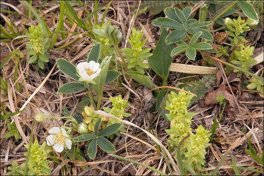 Image of White Cinquefoil