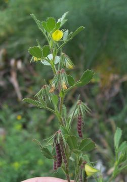 Sivun Ononis ornithopodioides L. kuva