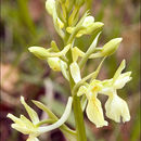 Слика од Orchis provincialis Balb. ex Lam. & DC.