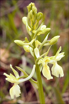 Слика од Orchis provincialis Balb. ex Lam. & DC.