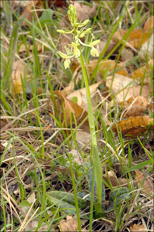 Image of Provence orchid