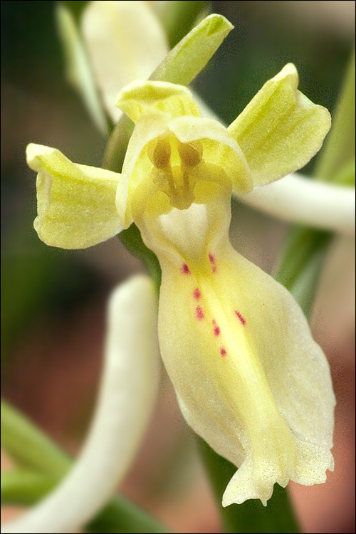 Image of Provence orchid