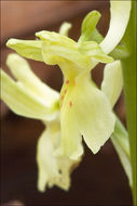 Image of Provence orchid