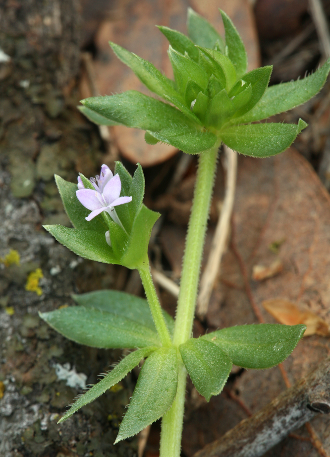 Image of blue field madder