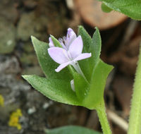 Image of blue field madder