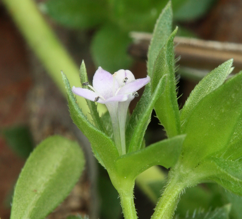 Image of blue field madder