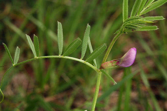 Imagem de Vicia sativa subsp. nigra (L.) Ehrh.