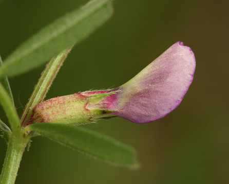 Imagem de Vicia sativa subsp. nigra (L.) Ehrh.