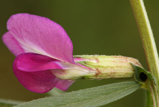 Imagem de Vicia sativa subsp. nigra (L.) Ehrh.