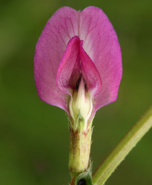 Image of garden vetch