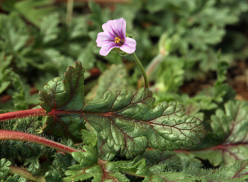 Слика од Erodium botrys (Cav.) Bertol.