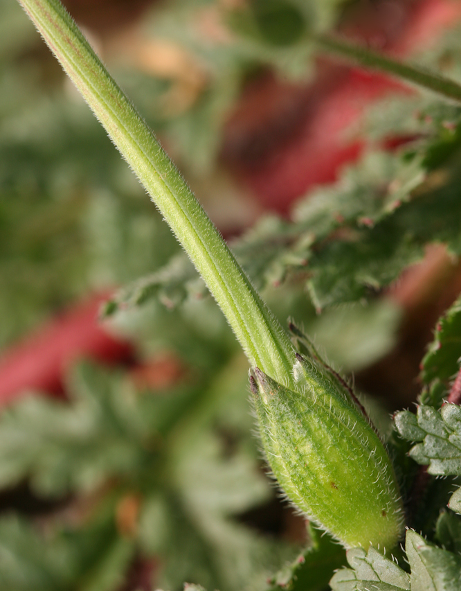 Слика од Erodium botrys (Cav.) Bertol.