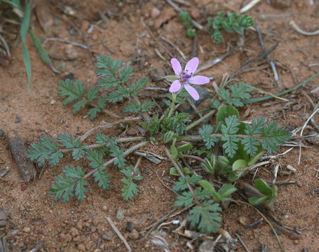 Imagem de Erodium cicutarium (L.) L'Her.