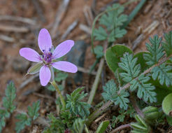 Image of Common Stork's-bill