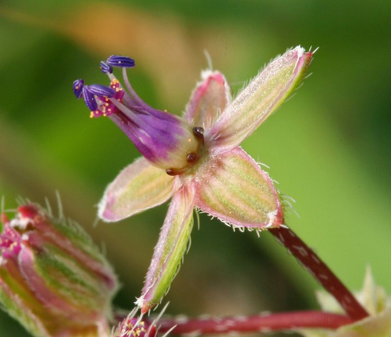 Image of Common Stork's-bill