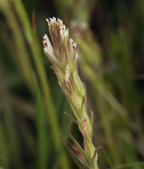 Image of attenuate Indian paintbrush