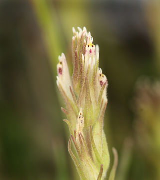 Image of attenuate Indian paintbrush