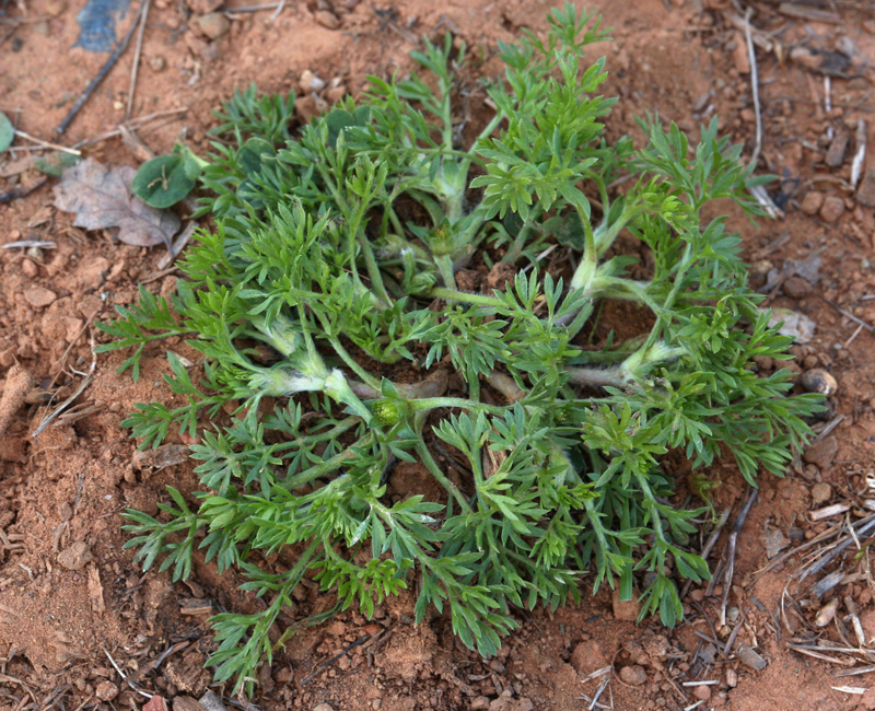 Image of field burrweed