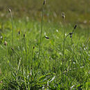 Image of Ribwort Plantain