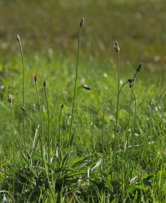 Image of Ribwort Plantain