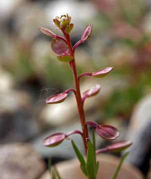 Image of shining pepperweed