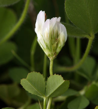 Sivun Trifolium ornithopodioides (L.) Sm. kuva