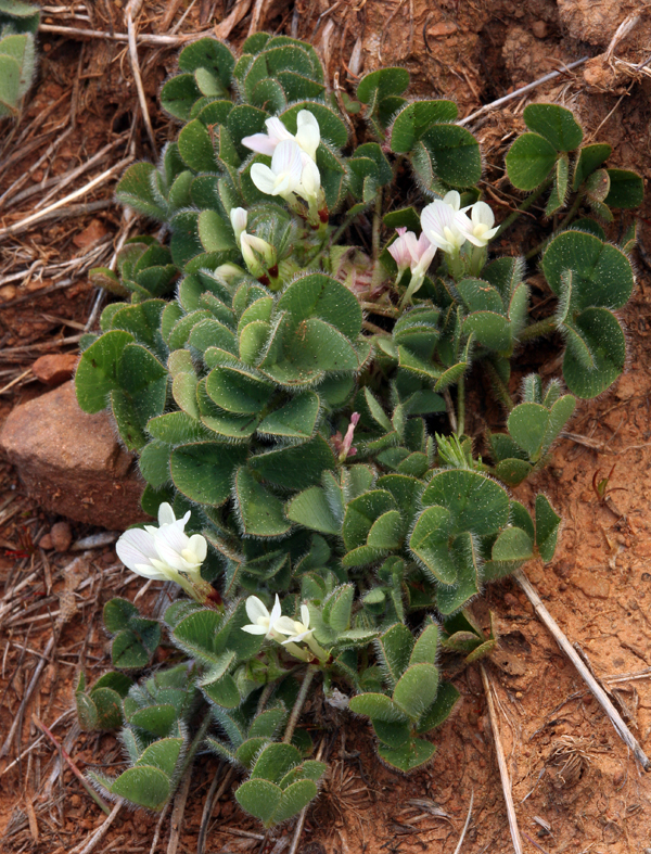 Image of subterranean clover