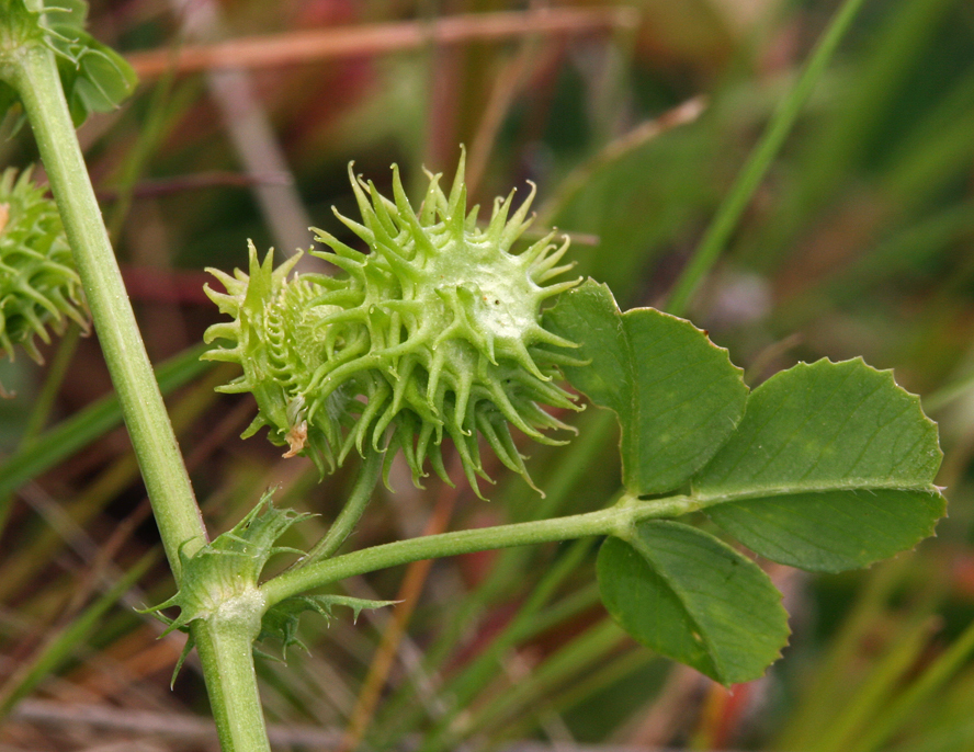 Image of burclover