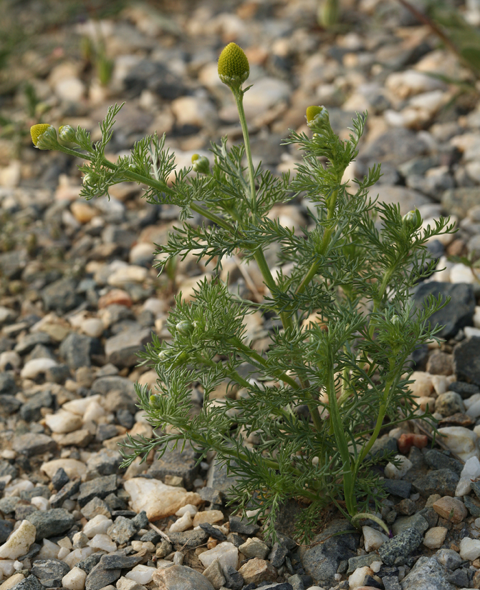 Image of disc mayweed