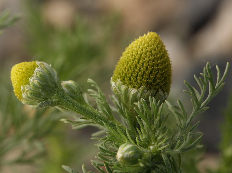 Image of disc mayweed