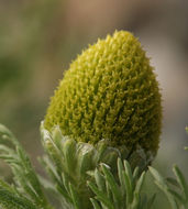 Image of disc mayweed