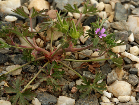 Plancia ëd Geranium dissectum L.