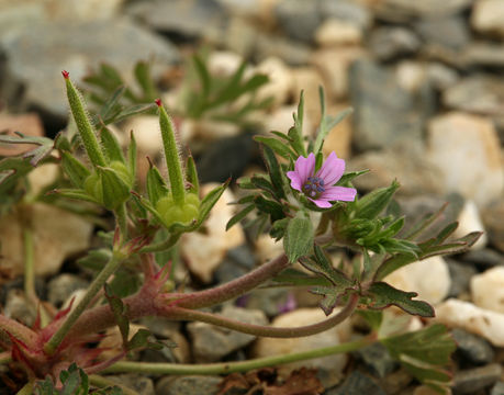 Imagem de Geranium dissectum L.