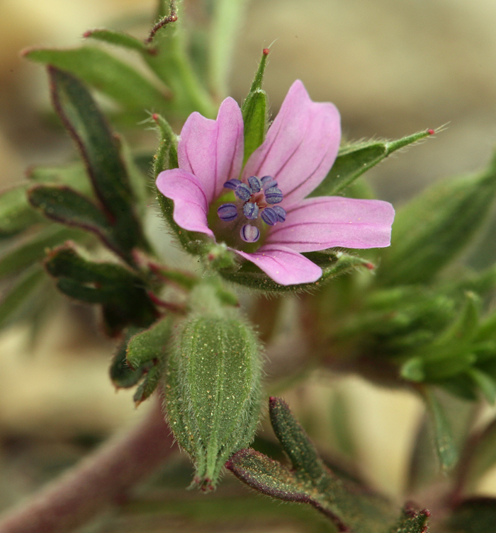 Plancia ëd Geranium dissectum L.