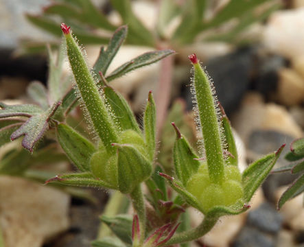 Plancia ëd Geranium dissectum L.