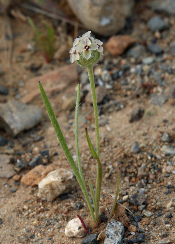 Image of dotseed plantain