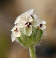 Plantago erecta Morris的圖片