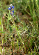 Image de Lupinus bicolor Lindl.