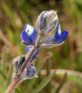 Image de Lupinus bicolor Lindl.