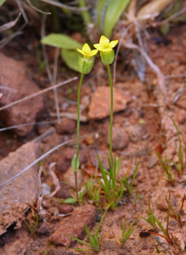 Image of Oregon Timwort