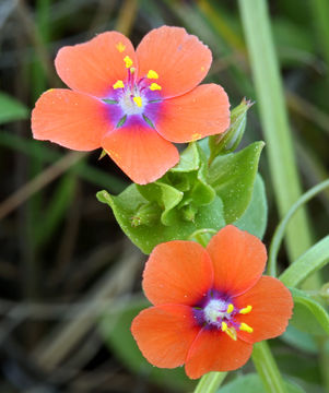 Lysimachia arvensis (L.) U. Manns & Anderb. resmi