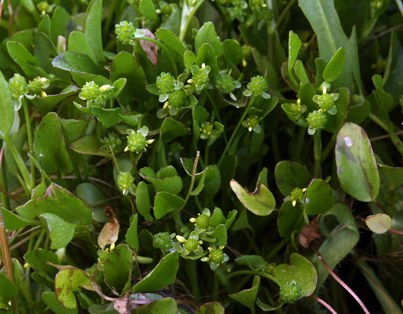 Image de Ranunculus bonariensis subsp. trisepalus (Gill. ex Hook. & Arnott) J. Molero