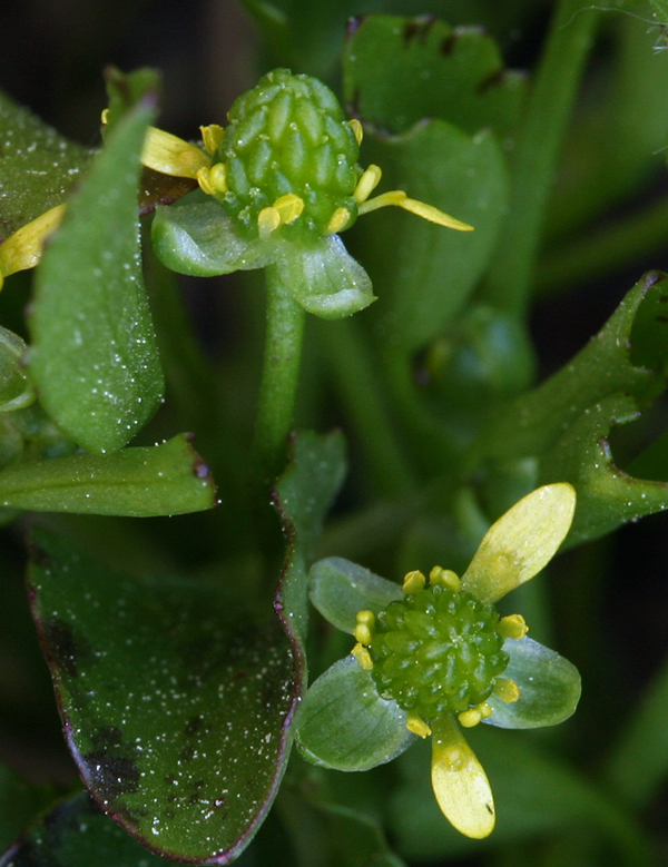 Image de Ranunculus bonariensis subsp. trisepalus (Gill. ex Hook. & Arnott) J. Molero