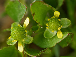 Image de Ranunculus bonariensis subsp. trisepalus (Gill. ex Hook. & Arnott) J. Molero