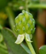 Image de Ranunculus bonariensis subsp. trisepalus (Gill. ex Hook. & Arnott) J. Molero