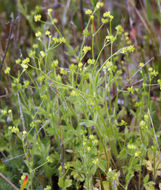 Image of delicate buttercup