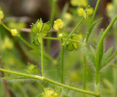 Image of delicate buttercup