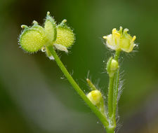 Image of delicate buttercup