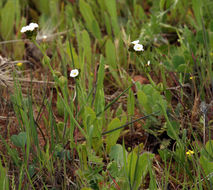 Plancia ëd Plagiobothrys nothofulvus (A. Gray) A. Gray