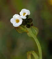 Plancia ëd Plagiobothrys nothofulvus (A. Gray) A. Gray